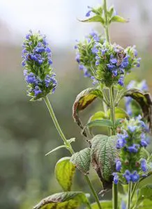 Semillas de Chía: Propiedades y Beneficios para tu Salud 1 semillas de chía semillas de chía - planta salvia hispanica