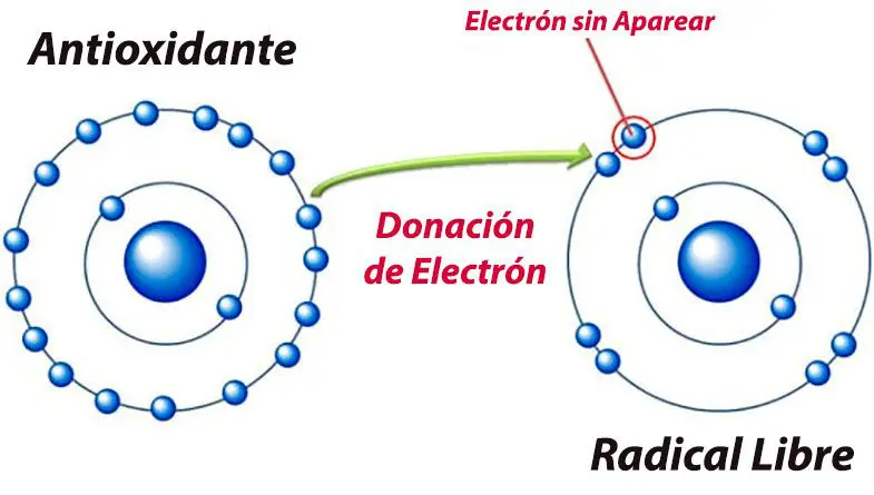 Antioxidantes: Explicado en Términos Humanos