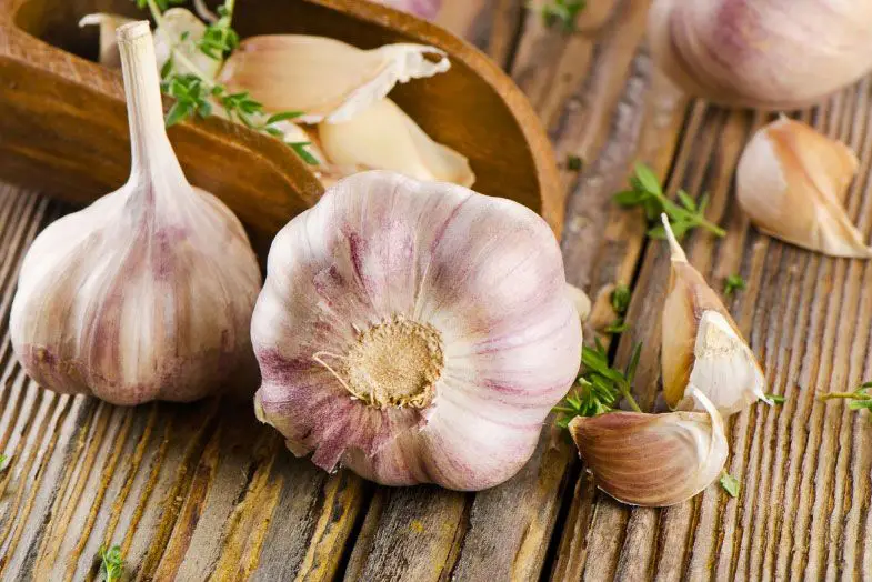 39 alimentos que casi no contienen calorías 4 alimentos que casi no contienen calorías ajo1 Servicios Médicos Colsalud Limitada alimentos que casi no contienen calorías