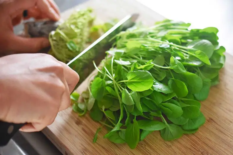 39 alimentos que casi no contienen calorías 7 alimentos que casi no contienen calorías berro1 Servicios Médicos Colsalud Limitada alimentos que casi no contienen calorías