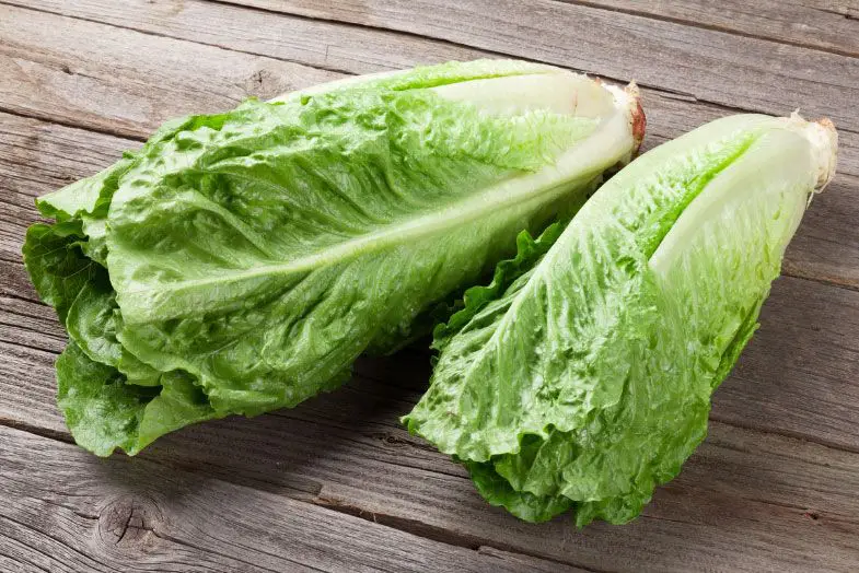 39 alimentos que casi no contienen calorías 6 alimentos que casi no contienen calorías lechugaromana1 Servicios Médicos Colsalud Limitada alimentos que casi no contienen calorías