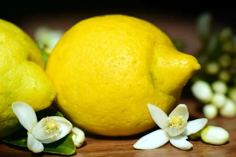 39 alimentos que casi no contienen calorías 5 alimentos que casi no contienen calorías limones1 Servicios Médicos Colsalud Limitada alimentos que casi no contienen calorías