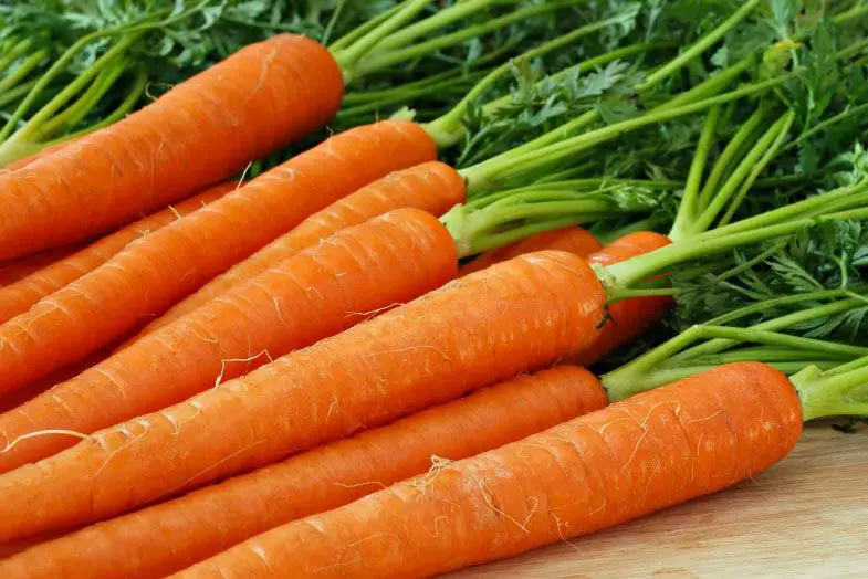 39 alimentos que casi no contienen calorías 3 alimentos que casi no contienen calorías zanahorias1 Servicios Médicos Colsalud Limitada alimentos que casi no contienen calorías