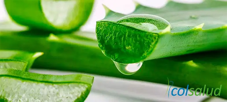 Disminuir el azúcar en sangre: 10 suplementos que te ayudaran a lograrlo 1 disminuir el azúcar en sangre Disminuir el azúcar en sangre - Aloe Vera