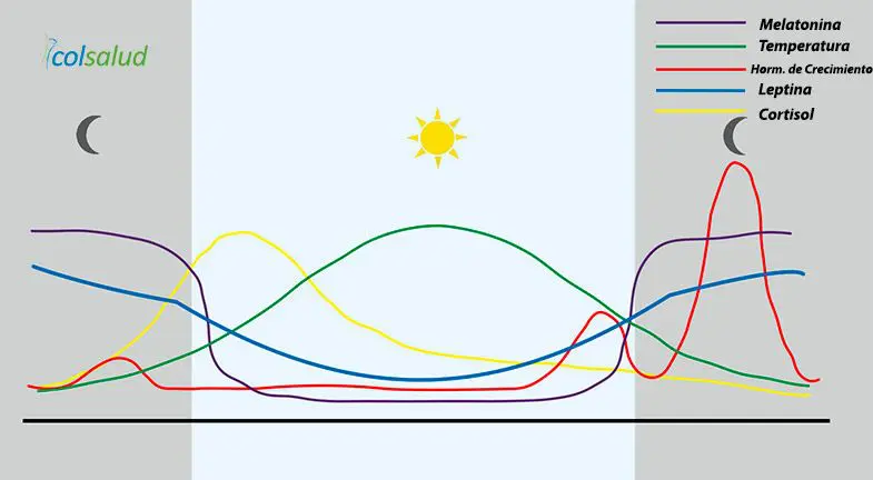 La Relación Entre Sueño, Metabolismo y Obesidad 3 sueño Hormonas durante el ritmo circadiano