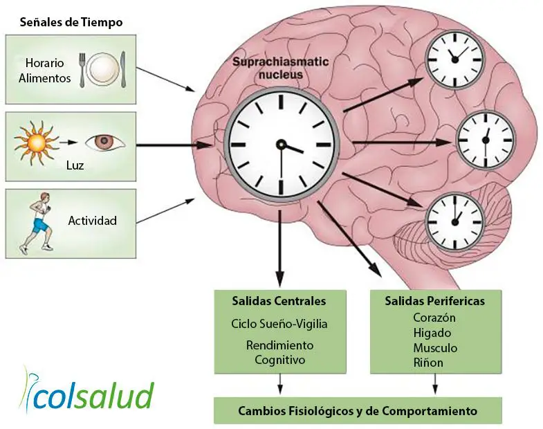 La Relación Entre Sueño, Metabolismo y Obesidad 2 sueño Cronobiologia del sueño
