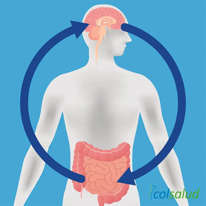 6 Suplementos que estimulan tu cerebro y de paso te ayudan a bajar de peso 3 suplementos probioticos relación cerebro intestino